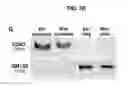 Fig. 04 - EXOSOMES FOR OROFACIAL DIAGNOSTICS AND THERAPEUTICS