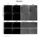 Fig. 06 - EXOSOMES FOR OROFACIAL DIAGNOSTICS AND THERAPEUTICS