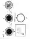 Fig. 16 - Method for preparing protein cage, and in situ method for preparing hydrophobic additive-supported core-shell structured polymer-protein particles