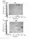 Fig. 20 - Method for preparing protein cage, and in situ method for preparing hydrophobic additive-supported core-shell structured polymer-protein particles