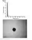 Fig. 27 - Method for preparing protein cage, and in situ method for preparing hydrophobic additive-supported core-shell structured polymer-protein particles