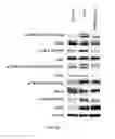 Fig. 18 - COMPOSITION AND METHOD FOR TREATING AND RELIEVING MYOPIA