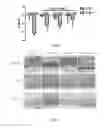 Fig. 22 - COMPOSITION AND METHOD FOR TREATING AND RELIEVING MYOPIA