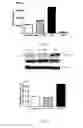 Fig. 23 - COMPOSITION AND METHOD FOR TREATING AND RELIEVING MYOPIA