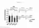 Fig. 29 - PHARMACEUTICAL COMPOSITION CONTAINING CLIOQUINOL FOR TREATING AUTISM SPECTRUM DISORDERS