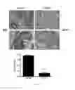 Fig. 06 - Compositions and methods for treating or preventing metabolic syndrome disorders
