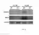 Fig. 07 - Compositions and methods for treating or preventing metabolic syndrome disorders