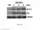 Fig. 10 - Compositions and methods for treating or preventing metabolic syndrome disorders