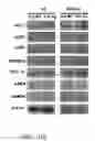 Fig. 22 - Compositions and methods for treating or preventing metabolic syndrome disorders