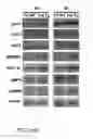 Fig. 24 - Compositions and methods for treating or preventing metabolic syndrome disorders