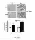 Fig. 25 - Compositions and methods for treating or preventing metabolic syndrome disorders