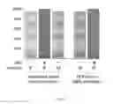 Fig. 12 - COMBINATION FORMULATION OF TWO ANTIVIRAL COMPOUNDS