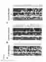 Fig. 23 - METHODS FOR MANIPULATING IMMUNE RESPONSES BY ALTERING MICROBIOTA