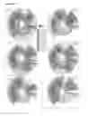 Fig. 45 - METHODS FOR MANIPULATING IMMUNE RESPONSES BY ALTERING MICROBIOTA