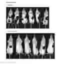 Fig. 24 - Dosing regime and formulations for type B adenovirus