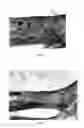 Fig. 04 - Pharmaceutical compositions for treating thermal injuries and wounds combined with bone injuries
