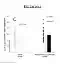 Fig. 05 - Methods and compositions for regulating SRCA2A expression levels in myocardial infarction