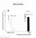 Fig. 07 - Methods and compositions for regulating SRCA2A expression levels in myocardial infarction
