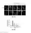 Fig. 13 - Inhibitors of mitochondrial fission and methods of use thereof