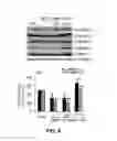 Fig. 19 - Inhibitors of mitochondrial fission and methods of use thereof