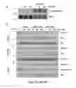 Fig. 06 - Pharmaceutical compositions comprising 8-substituted dibenzylbutyrolactone lignans