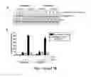 Fig. 08 - Pharmaceutical compositions comprising 8-substituted dibenzylbutyrolactone lignans