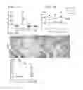 Fig. 04 - Systemic and local ex vivo gene therapy of the skeleton
