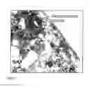 Fig. 07 - IL-12 COMPOSITIONS AND METHODS OF USE IN HEMATOPOIETIC RECOVERY