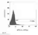 Fig. 08 - IL-12 COMPOSITIONS AND METHODS OF USE IN HEMATOPOIETIC RECOVERY