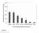 Fig. 12 - IL-12 COMPOSITIONS AND METHODS OF USE IN HEMATOPOIETIC RECOVERY