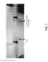 Fig. 02 - Compositions comprising collagen and PRP for tissue regeneration