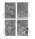 Fig. 03 - Compositions comprising collagen and PRP for tissue regeneration