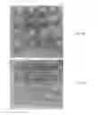 Fig. 07 - Compositions comprising collagen and PRP for tissue regeneration