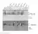 Fig. 04 - Compounds and methods for affecting cytokines
