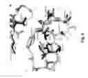Fig. 05 - Coagulation factor VII polypeptides
