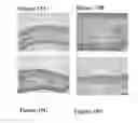 Fig. 13 - CONJUGATES OF POLYUNSATURATED FATTY ACIDS AND AMINE-CONTAINING COMPOUNDS AND USES THEREOF