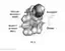 Fig. 05 - Bioorthogonal turn-on probes