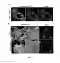 Fig. 13 - Bioorthogonal turn-on probes