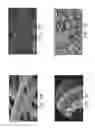 Fig. 07 - Composition, preparation, and use of chitosan shards for biomedical applications