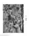 Fig. 09 - Composition, preparation, and use of chitosan shards for biomedical applications