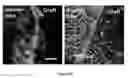 Fig. 20 - Materials and Methods for Rescue of Ischemic Tissue and Regeneration of Tissue Integrity During Resection, Engraftment and Transplantation