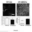 Fig. 21 - Materials and Methods for Rescue of Ischemic Tissue and Regeneration of Tissue Integrity During Resection, Engraftment and Transplantation