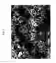 Fig. 08 - BONE DEFECT FILLING MATERIAL, AND PRODUCTION METHOD THEREFOR