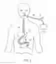 Fig. 02 - Conditional gastrointestinal stimulation for improved motility