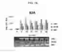 Fig. 02 - Labelling agent, and composition for labelling a protein, method for labelling a protein, and method for detecting a protein