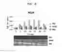 Fig. 03 - Labelling agent, and composition for labelling a protein, method for labelling a protein, and method for detecting a protein