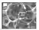 Fig. 01 - REDUCED GRAPHENE OXIDE COMPOSITE MATERIAL