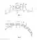Fig. 05 - Chainring