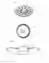 Fig. 12 - CLOSURE, IN PARTICULAR PLASTIC CLOSURE FOR A CONTAINER