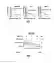 Fig. 07 - Biomimetic peptide and biodegradable delivery platform for the treatment of angiogenesis- and lymphangiogenesis-dependent diseases